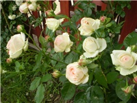 a8a78c8b-Picture 503.jpg